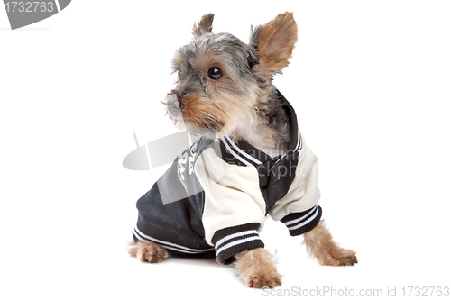 Image of Yorkshire Terrier