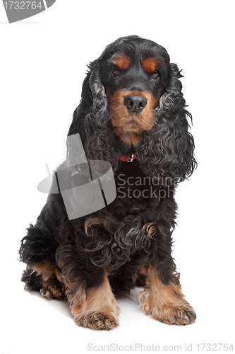 Image of black and tan English cocker spaniel