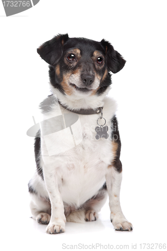 Image of Jack Russel Terrier