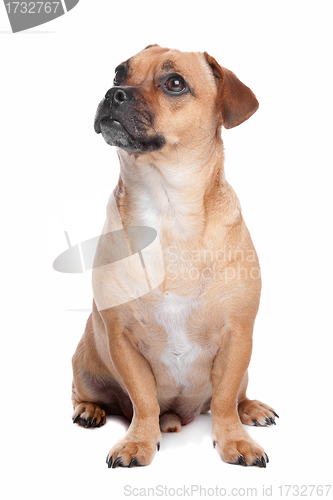 Image of mixed breed dog