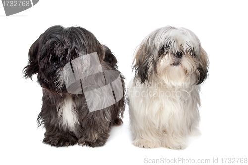 Image of Two Shih tzu dogs