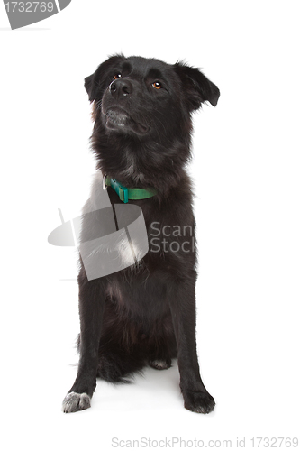 Image of Karakachan Dog