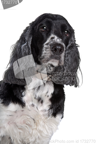 Image of english cocker spaniel