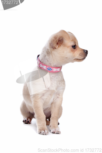 Image of chihuahua