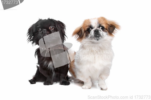 Image of Japanese Chin and a pekingese dog