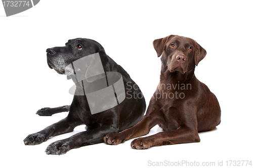 Image of black and brown Labrador Retriever