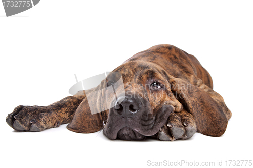 Image of Brazilian Mastiff or Fila Brasileiro