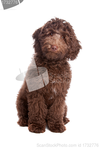 Image of Labradoodle puppy