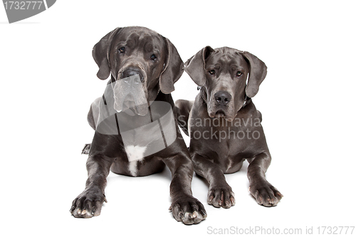 Image of Two grey great Dane dogs