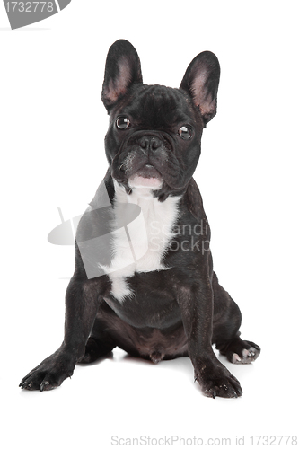 Image of Black and white French Bulldog