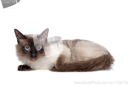 Image of Siamese cat
