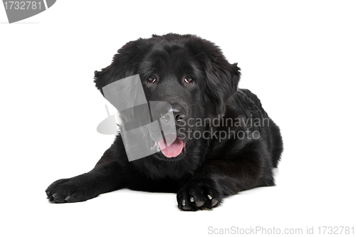 Image of Black Tibetan Mastiff puppy