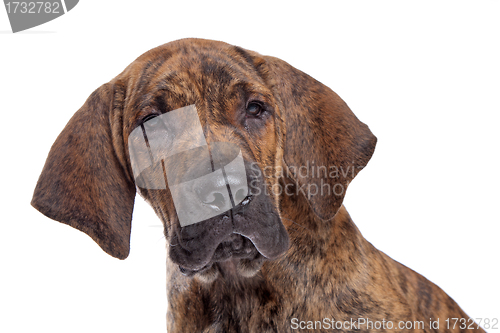 Image of Brazilian Mastiff or Fila Brasileiro