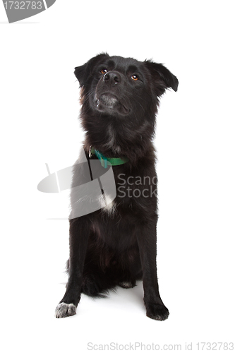 Image of Karakachan Dog
