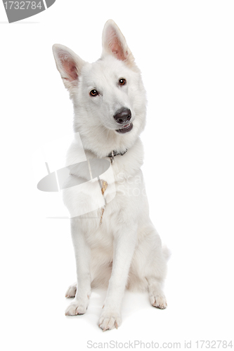 Image of white shepherd dog
