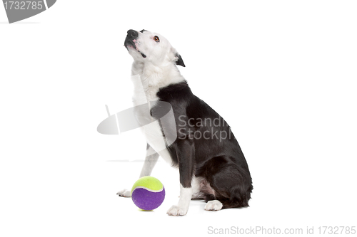 Image of border collie