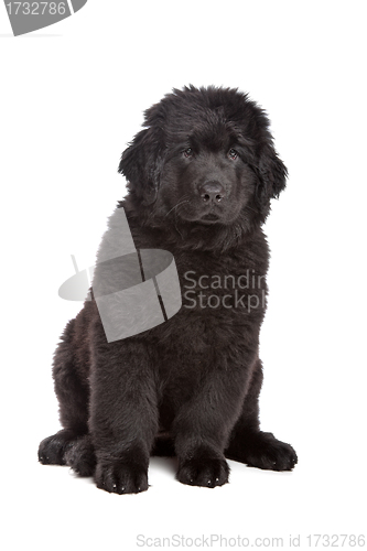 Image of Black Newfoundland puppy