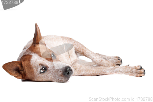 Image of Australian Cattle Dog (red coat)