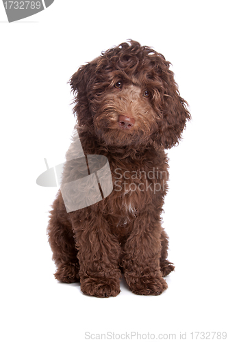 Image of Labradoodle puppy