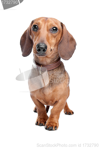 Image of Dachshund