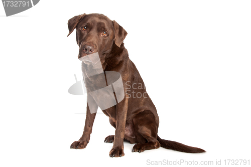 Image of chocolate Labrador Retriever