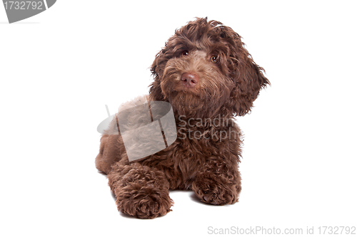 Image of Labradoodle puppy