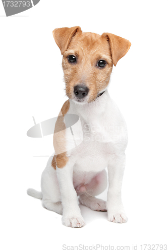 Image of Jack Russel Terrier dog