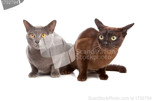 Image of two Burmese cats