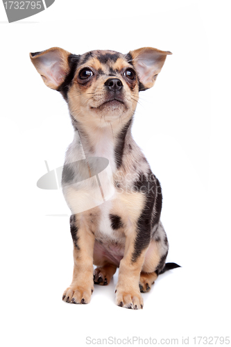Image of chihuahua