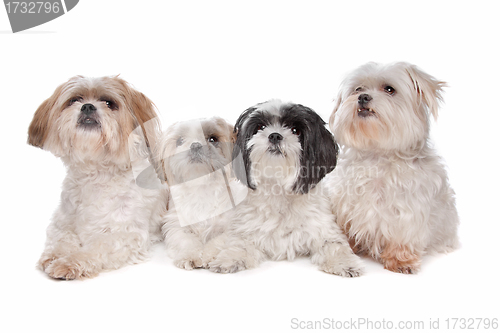 Image of Four small dogs