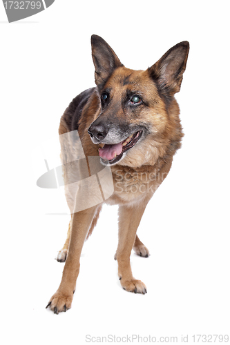 Image of Old and blind German shepherd