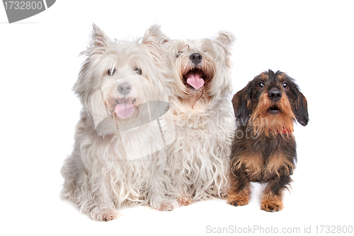 Image of two west highland white terrier and a wire haired dachshund