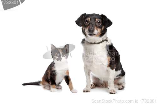 Image of Kitten and Jack Russel Terrier