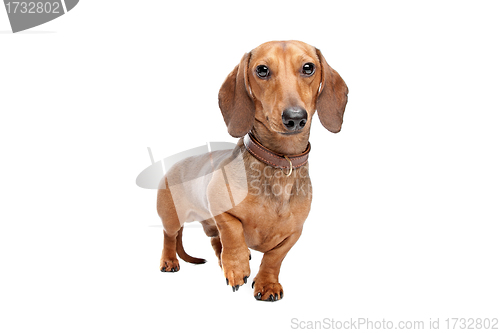 Image of Dachshund