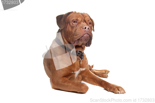 Image of French mastiff