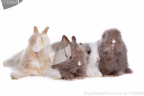 Image of four young rabbits in a row