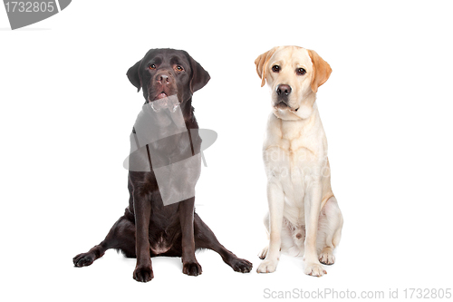 Image of two Labrador retrievers