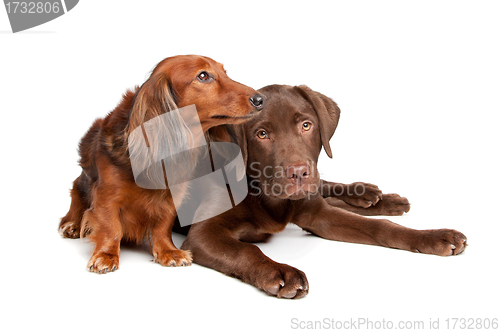 Image of Dachshund and a chocolate labrador pup