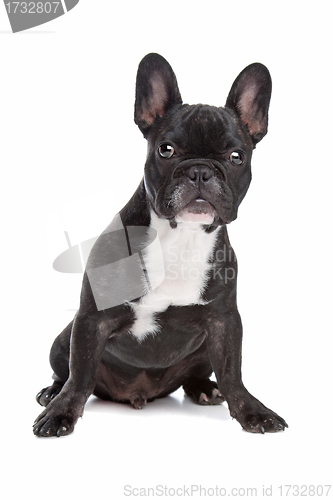 Image of Black and white French Bulldog