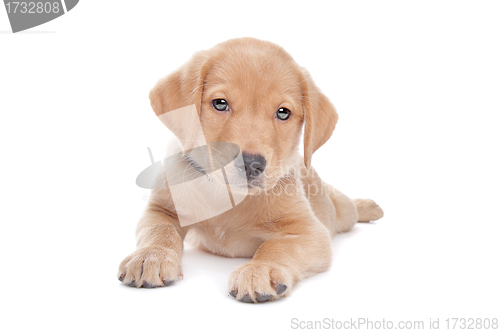 Image of yellow Labrador retriever puppy