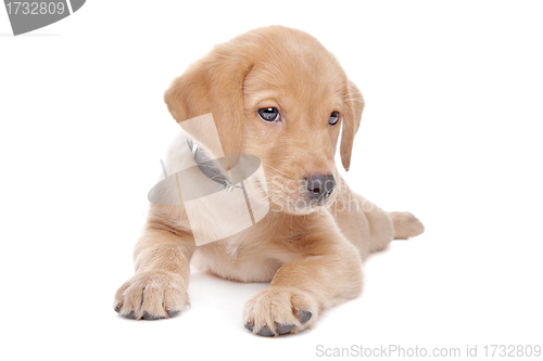 Image of yellow Labrador retriever puppy