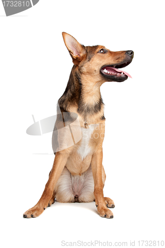 Image of mixed breed dog