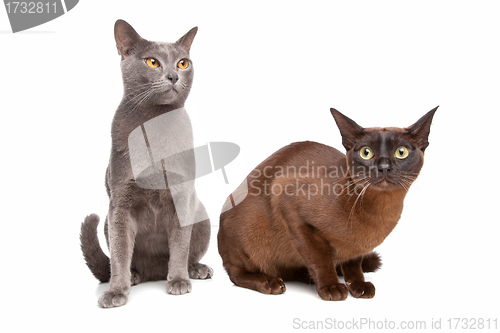 Image of two Burmese cats