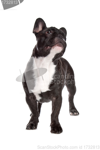 Image of Black and white French Bulldog