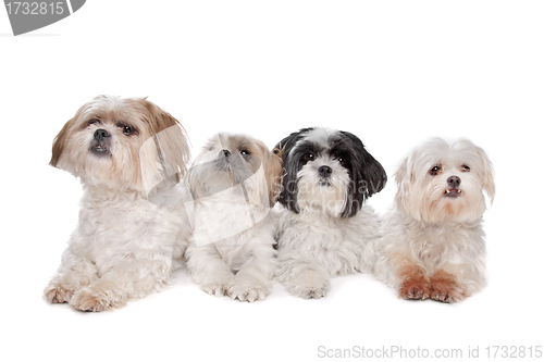 Image of Four small dogs