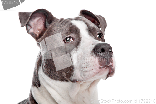 Image of American Staffordshire Terrier puppy