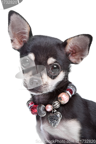 Image of chihuahua