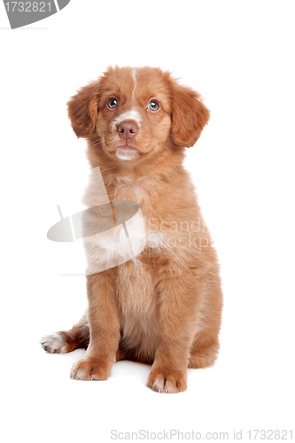 Image of Nova Scotia Duck Tolling Retriever puppy