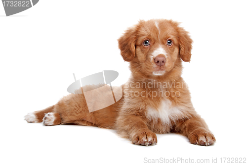 Image of Nova Scotia Duck Tolling Retriever puppy