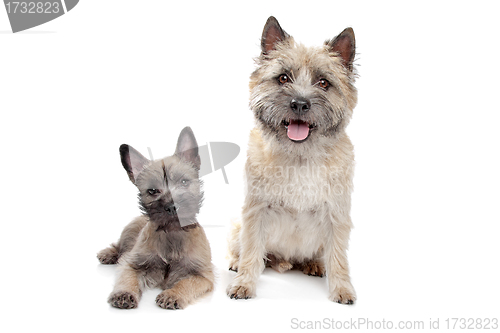 Image of Puppy and adult cairn Terrier